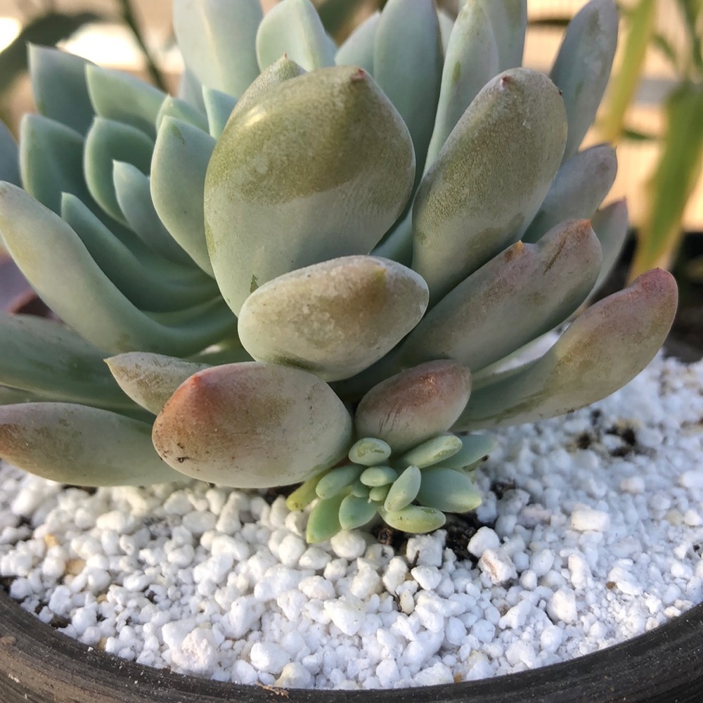 Succulent - Picture 3 of 7